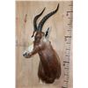Image 3 : *TEXAS RESIDENTS ONLY* BONTEBOK Wall Pedestal Mount