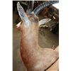Image 8 : *TEXAS RESIDENTS ONLY* BONTEBOK Wall Pedestal Mount