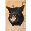 Image 1 : WILD BOAR or HOG Shoulder Mount
