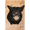 Image 2 : WILD BOAR or HOG Shoulder Mount