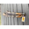 Image 2 : *New* Tanned Large GREY FOX Hide-Fur Skin