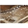 Image 10 : Life-sized AXIS DEER on a Wood Base with Wheels