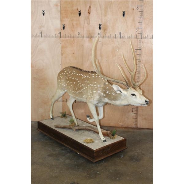 Life-sized AXIS DEER on a Wood Base with Wheels