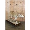 Image 1 : Life-sized AXIS DEER on a Wood Base with Wheels