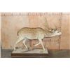 Image 2 : Life-sized AXIS DEER on a Wood Base with Wheels