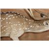Image 3 : Life-sized AXIS DEER on a Wood Base with Wheels