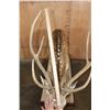 Image 8 : Life-sized AXIS DEER on a Wood Base with Wheels