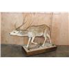 Image 9 : Life-sized AXIS DEER on a Wood Base with Wheels