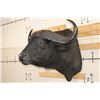 Image 3 : CAPE BUFFALO Shoulder Mount