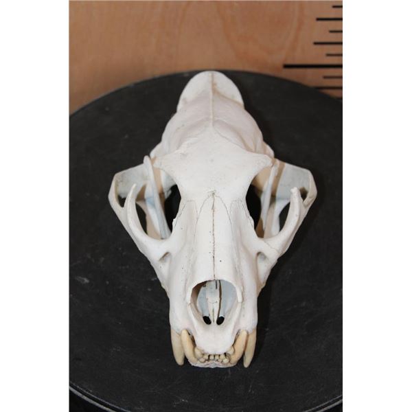 *TEXAS RESIDENTS ONLY* LEOPARD Skull