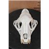 Image 1 : *TEXAS RESIDENTS ONLY* LEOPARD Skull
