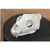 Image 2 : *TEXAS RESIDENTS ONLY* LEOPARD Skull