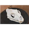 Image 3 : *TEXAS RESIDENTS ONLY* LEOPARD Skull