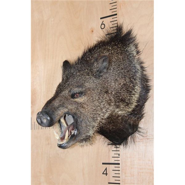 JAVELINA Shoulder Mount