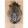 Image 2 : JAVELINA Shoulder Mount
