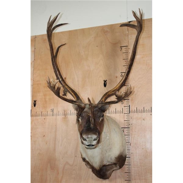 Double Shovel 31-Point CARIBOU Shoulder Mount