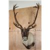 Image 1 : Double Shovel 31-Point CARIBOU Shoulder Mount