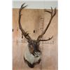Image 2 : Double Shovel 31-Point CARIBOU Shoulder Mount