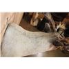 Image 8 : Double Shovel 31-Point CARIBOU Shoulder Mount