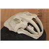 Image 2 : 2 Piece Reproduction SABERTOOTH TIGER Skull