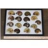 Image 2 : Collection of (17) Polished AMMONITE Fossil Halves