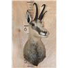 Image 2 : ALPINE CHAMOIS Shoulder Mount