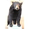 Image 2 : Life-sized BLACK BEAR on Bolts with No Base