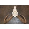 Image 8 : MOUFLON Skull with All its Teeth and Nasal Turbinates