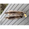 Image 1 : (2) *New* XXL Tanned RACCOON Hide or Fur Skins (ONE$)
