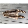 Image 2 : (2) *New* XXL Tanned RACCOON Hide or Fur Skins (ONE$)