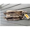 Image 3 : (2) *New* XXL Tanned RACCOON Hide or Fur Skins (ONE$)