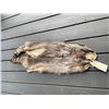 Image 4 : (2) *New* XXL Tanned RACCOON Hide or Fur Skins (ONE$)