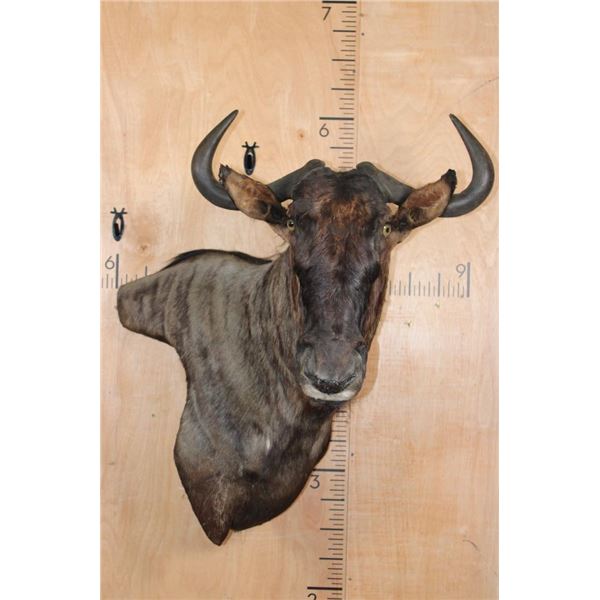 BLUE WILDEBEEST Wall Pedestal Mount