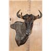 Image 1 : BLUE WILDEBEEST Wall Pedestal Mount