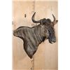 Image 2 : BLUE WILDEBEEST Wall Pedestal Mount
