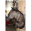 Image 8 : BLUE WILDEBEEST Wall Pedestal Mount