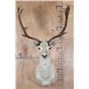 Image 1 : 15-Point White FALLOW DEER Shoulder Mount