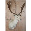 Image 2 : 15-Point White FALLOW DEER Shoulder Mount
