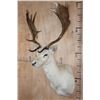 Image 3 : 15-Point White FALLOW DEER Shoulder Mount