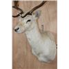 Image 4 : 15-Point White FALLOW DEER Shoulder Mount