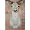 Image 5 : 15-Point White FALLOW DEER Shoulder Mount