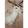 Image 6 : 15-Point White FALLOW DEER Shoulder Mount