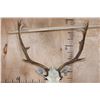 Image 7 : 15-Point White FALLOW DEER Shoulder Mount