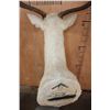 Image 8 : 15-Point White FALLOW DEER Shoulder Mount