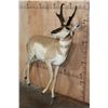 Image 2 : Life-sized PRONGHORN on Bolts (No Base)