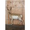 Image 8 : Life-sized PRONGHORN on Bolts (No Base)