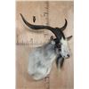 Image 2 : CATALINA GOAT Shoulder Mount