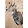 Image 2 : NILGAI Shoulder Mount