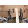 Image 8 : NILGAI Shoulder Mount