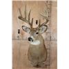 Image 2 : Symmetrical 10-Point WHITETAIL DEER Shoulder Mount